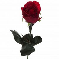 роза бордовая 48 см (36) в Уфе