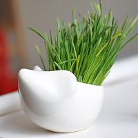 набор для выращивания eco ёжик в Уфе