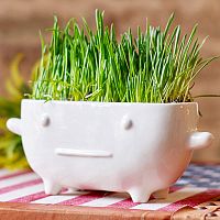набор для выращивания eco буль в Уфе
