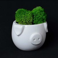 набор для выращивания eco мини-капшо «минипиг» в Уфе