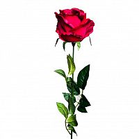 роза бордовая 71 см (24) в Уфе