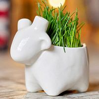 набор для выращивания eco овечка в Уфе