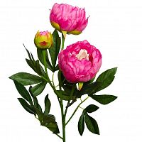 пион розовый 64 см (24) в Уфе